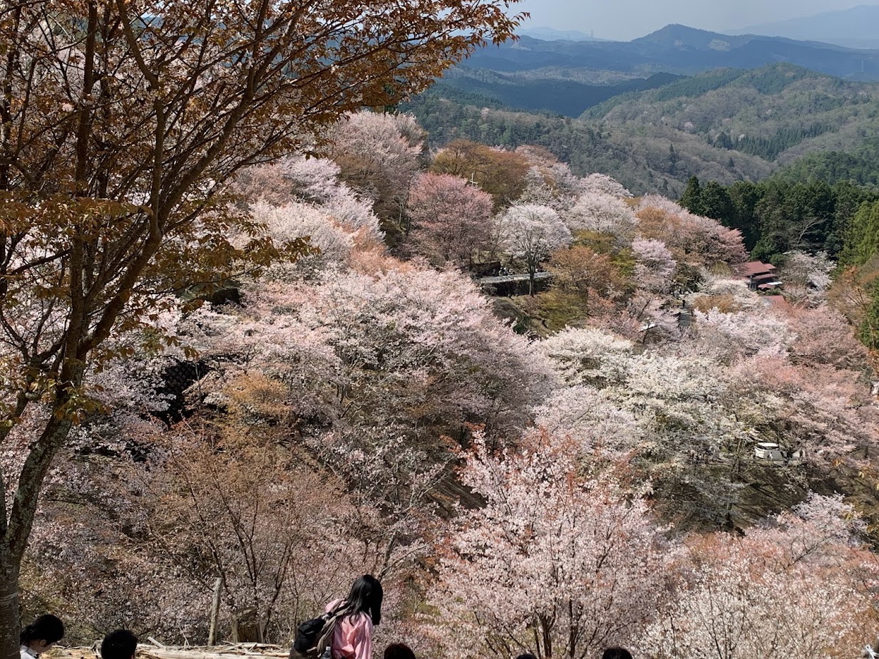吉野山の桜が満開の美しい写真