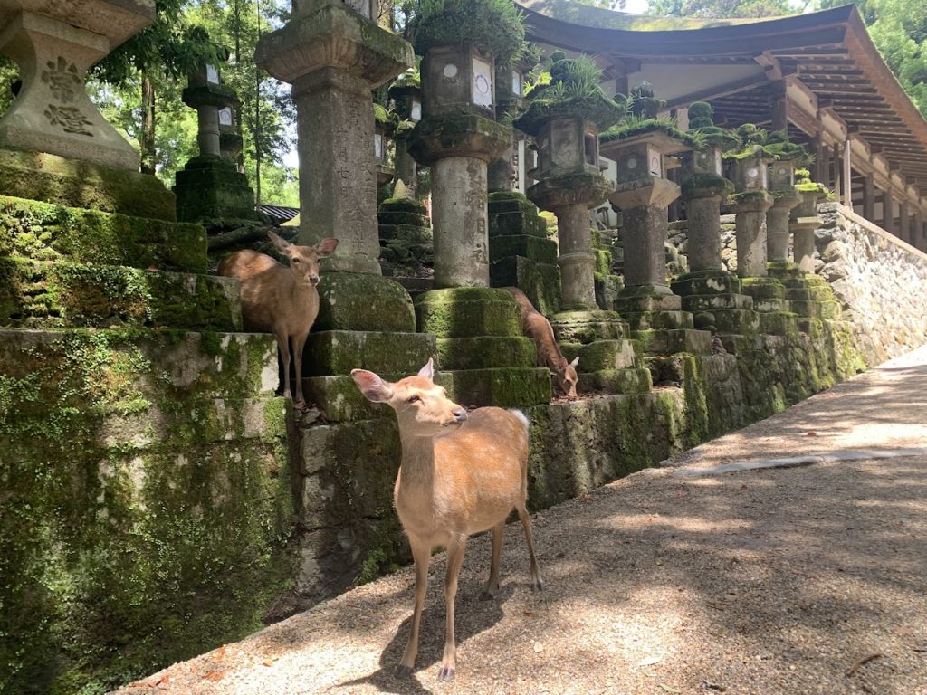 春日大社の灯籠と鹿たちの写真