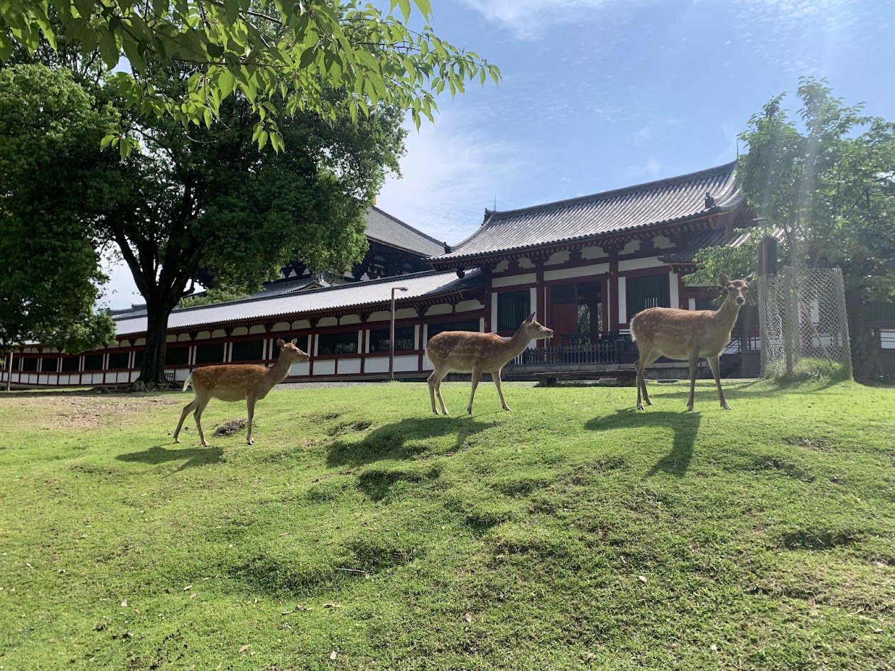 大仏殿西側の芝と鹿たちの写真