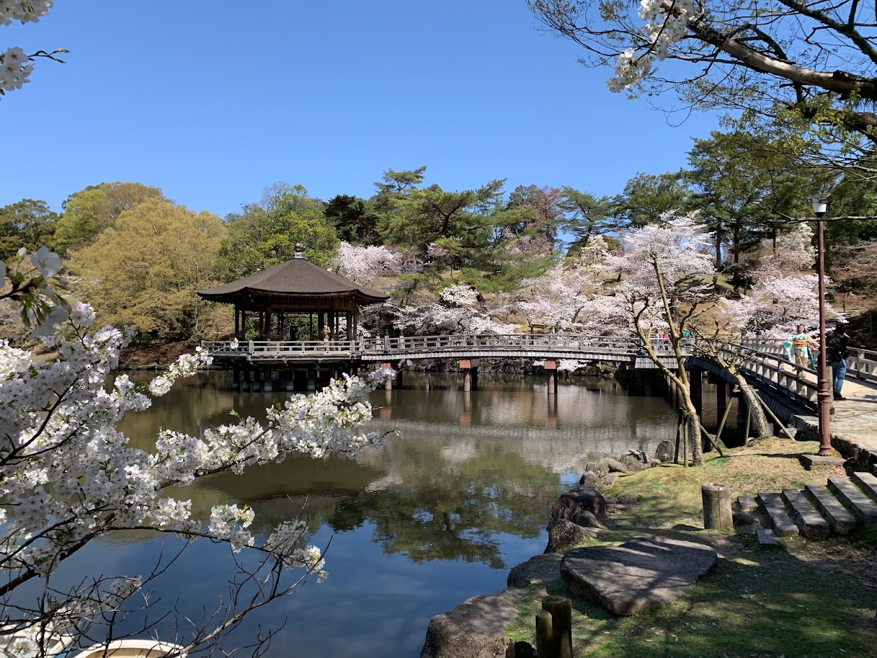 浮見堂と橋と桜と池と青空の写真
