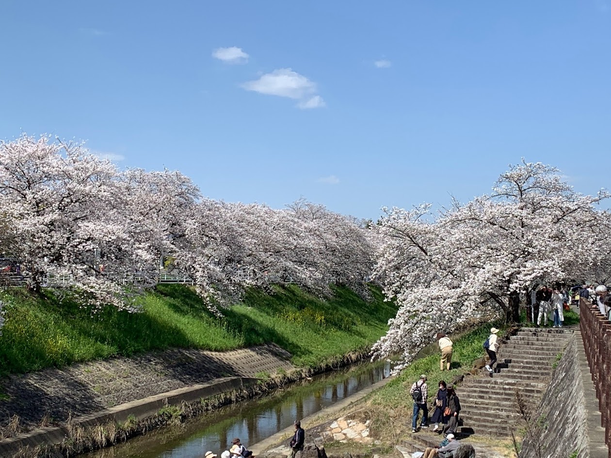 佐保川の満開の桜と青空の写真