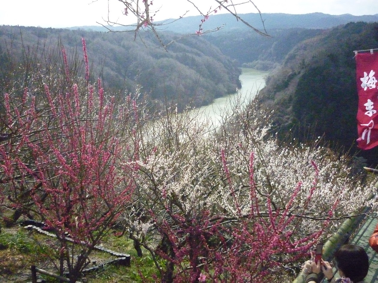 月ヶ瀬の紅梅と白梅とダム湖の写真