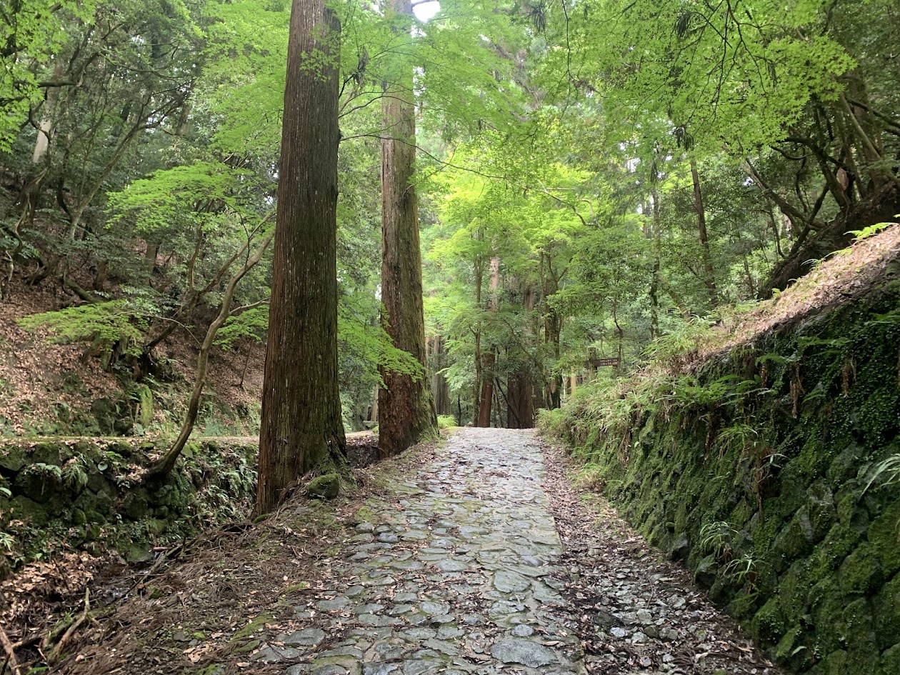 滝坂の道ときれいな緑の木々の写真