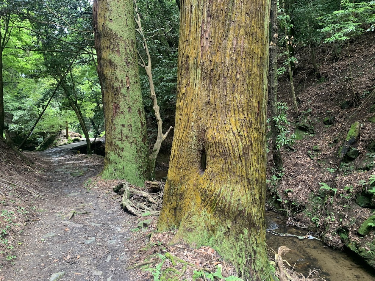 滝坂の道の橋と巨木の写真