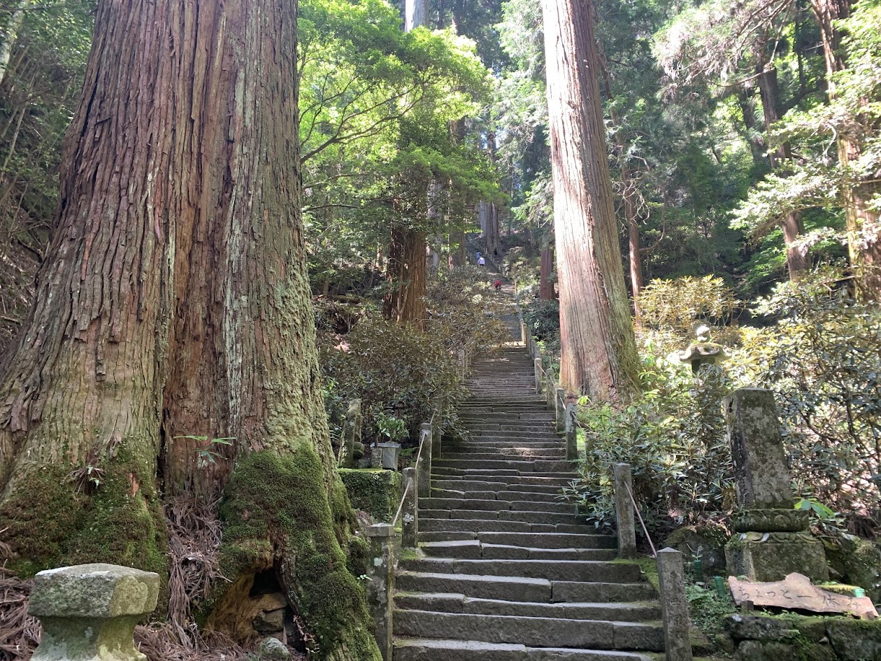 室生寺奥の院の長い階段と巨木の写真