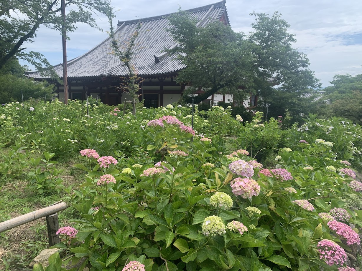 矢田寺のアジサイの写真4 Hydrangea photo from Yatadera Temple 4