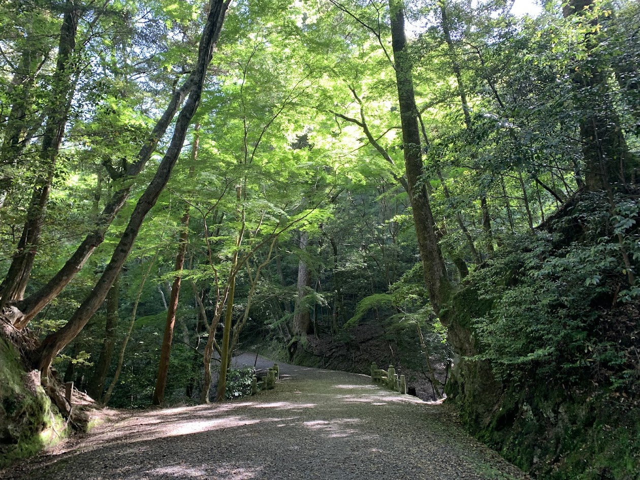 春日山原始林の道と橋と緑の写真