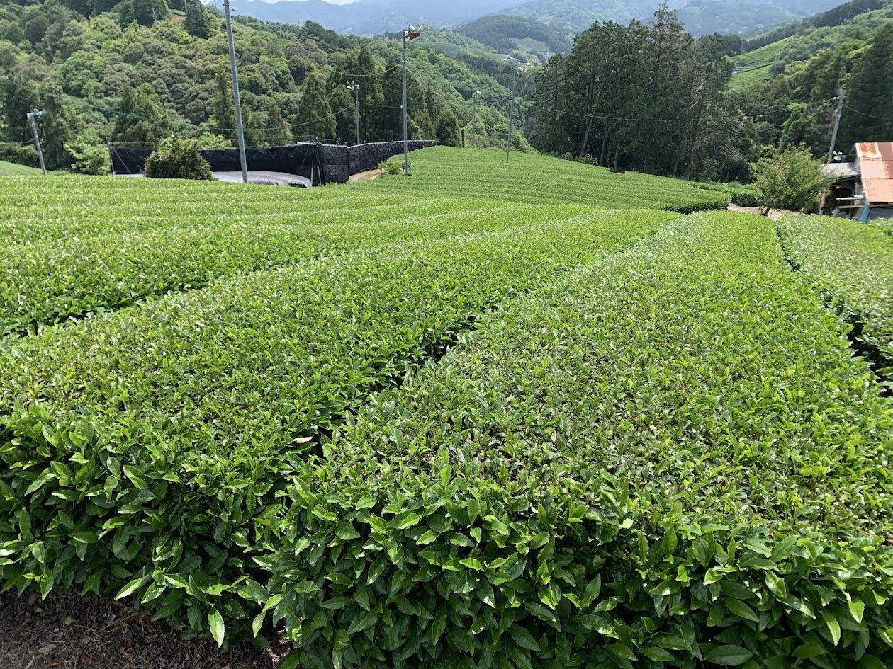 和束の茶畑と景色の写真