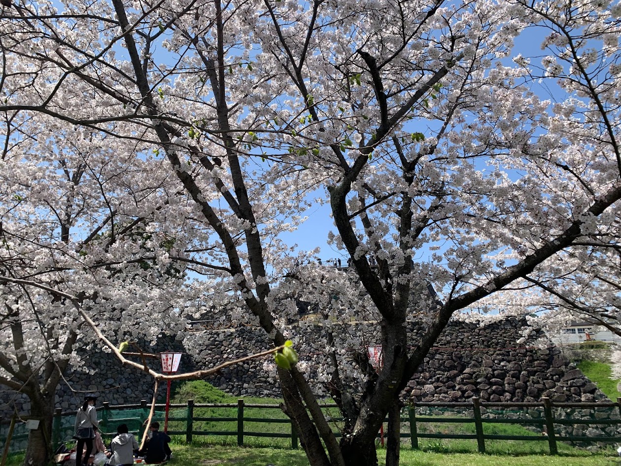 郡山城の桜と石垣と人の写真