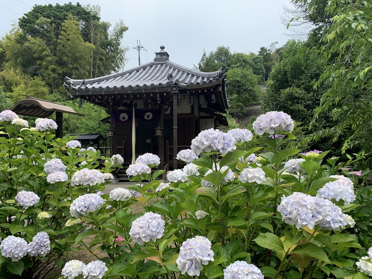 長弓寺のお堂と白アジサイの写真