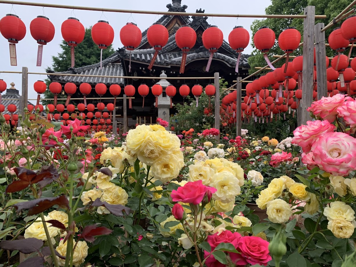 おふさ観音の黄色と赤のバラと赤提灯と本殿と空の写真 Photo of yellow and red roses, a red lantern, the main hall, and the sky at Ofusa Kannon.