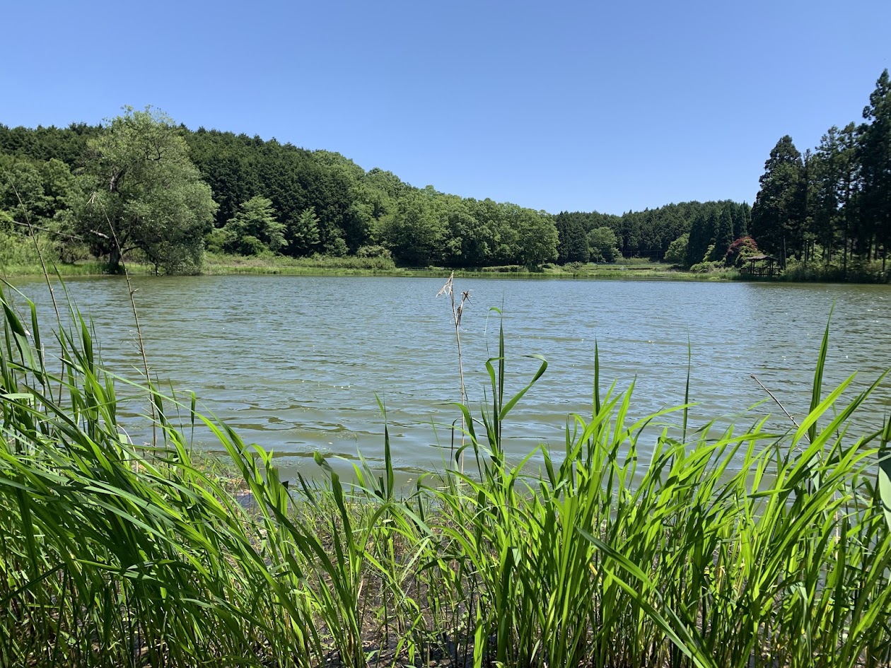 龍王ヶ渕の湖面と森と青空の写真