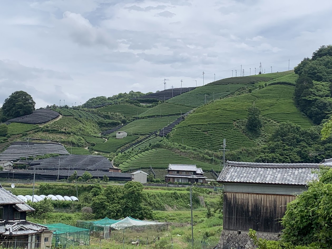 和束の茶畑と扇風機の写真Wazuka-Tea-Fields-and-Fans
