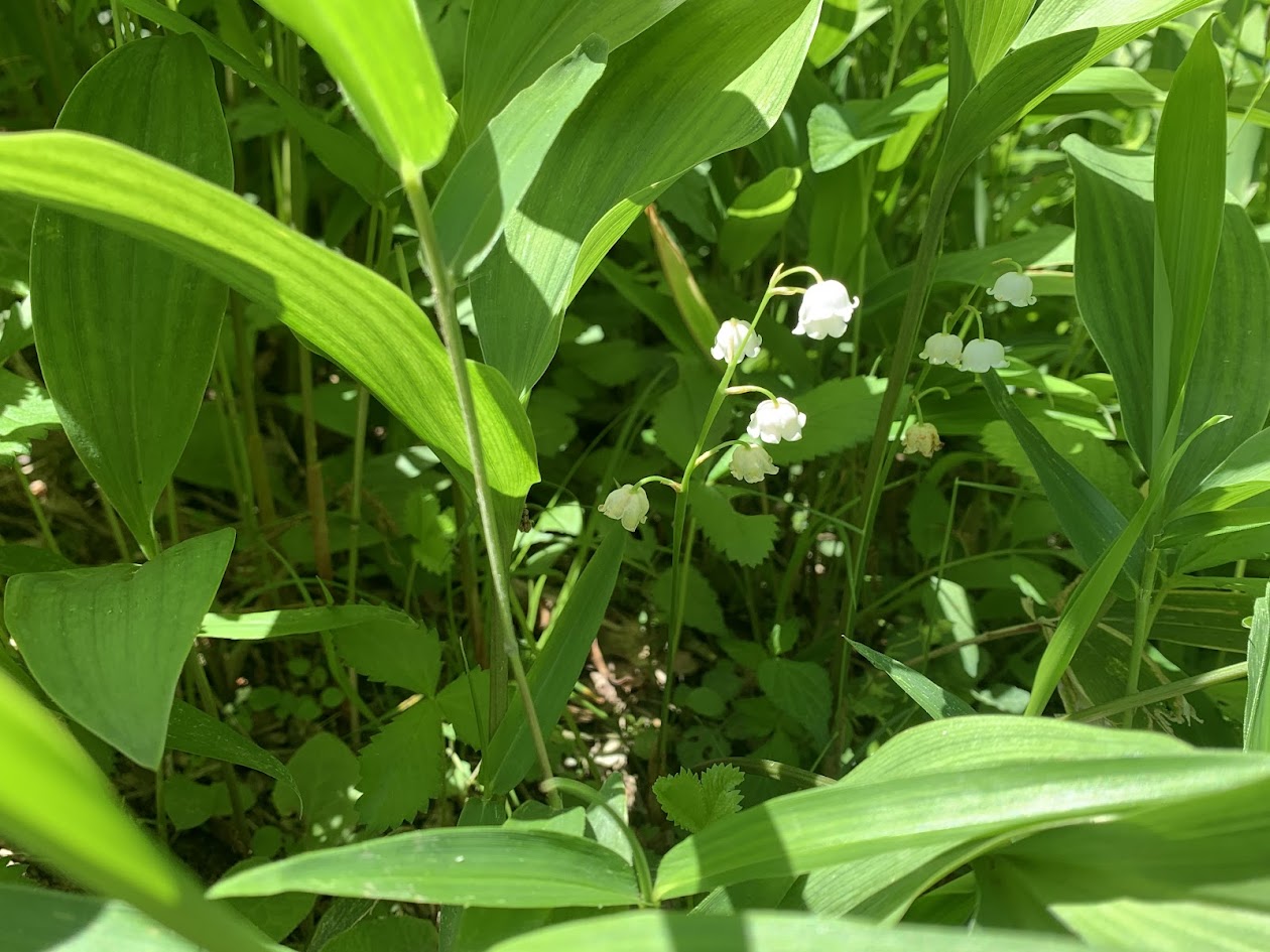向渕のスズランの花の写真　Photo of lily of the valley flowers in Mukobuchi