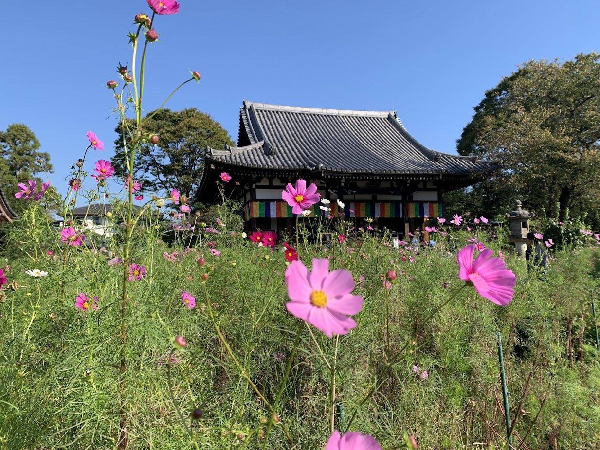 般若寺のコスモスと本堂と青空の写真 Photo of the cosmos flowers, main hall, and blue sky at Hannya Temple