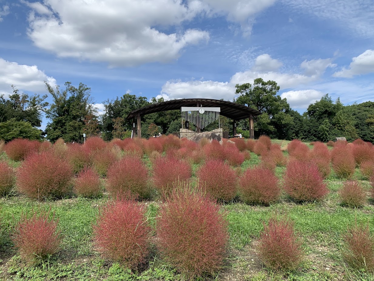 馬見丘丘陵公園カリヨンの丘のほうき草の写真