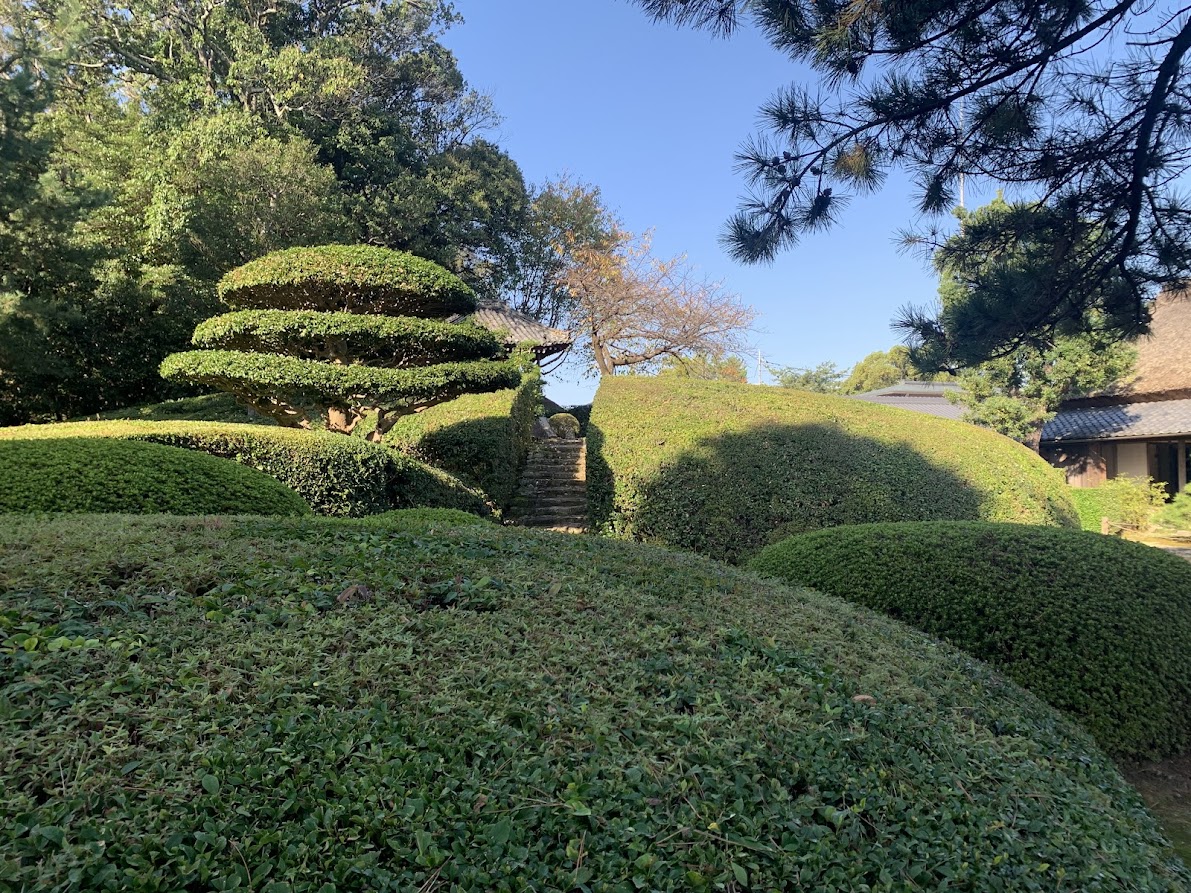 慈光院の庭の刈込さつきと階段の写真