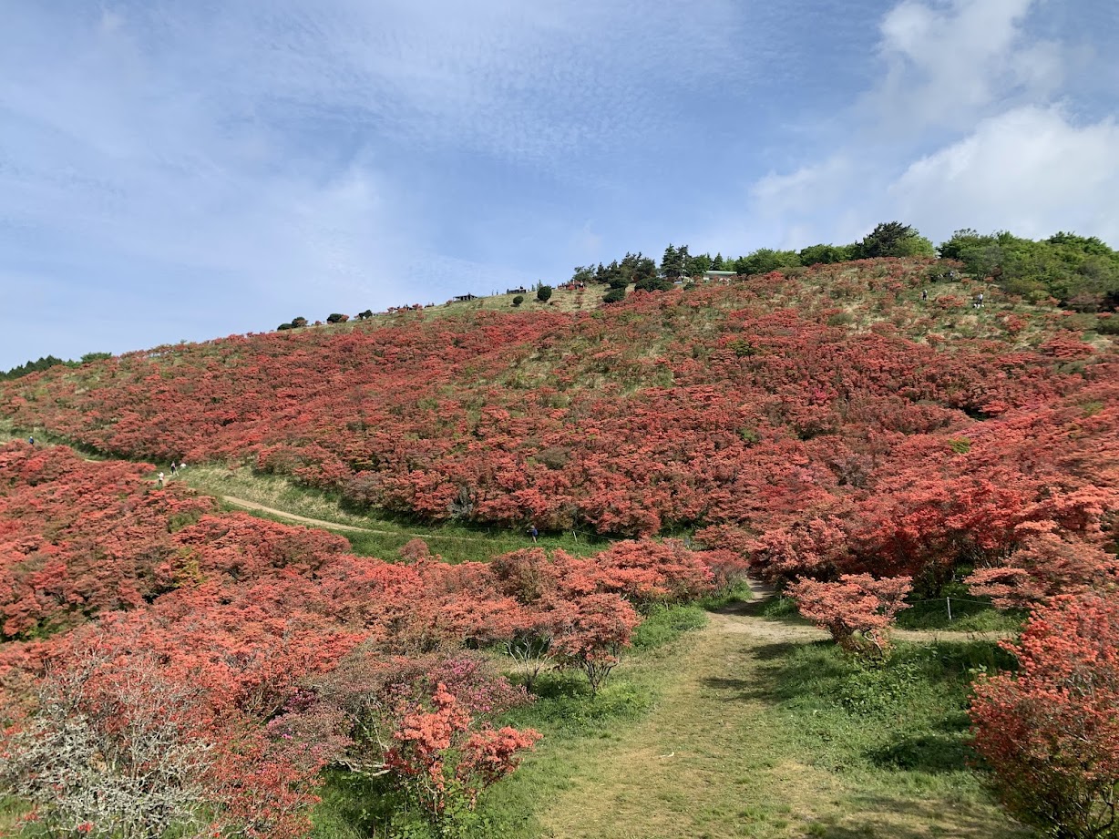 葛城山頂の一面に広がるオレンジのツツジの写真 Photo of a field of orange azaleas spreading across the summit of Mt. Katsuragi.