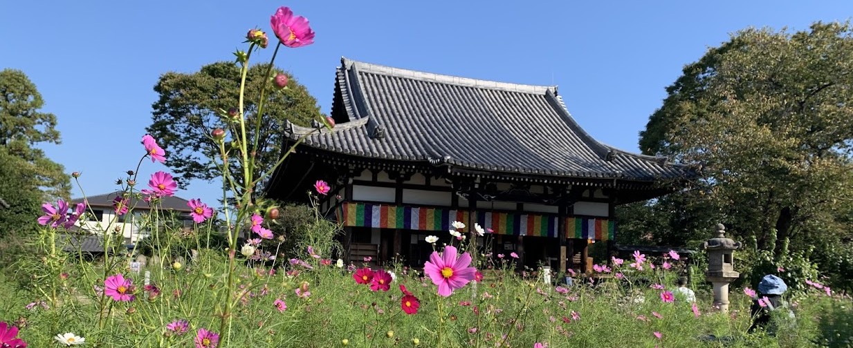 般若寺とピンクのコスモスの写真 Photo of Hannya-ji Temple with pink cosmos flowers