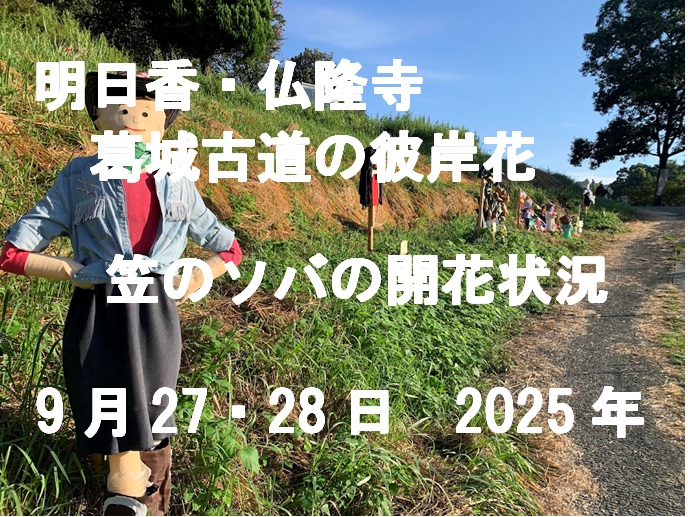 明日香と仏隆寺と笠の開花状況タイトル　Title: Flowering Status in Asuka, Butsuryuji, and Kasa