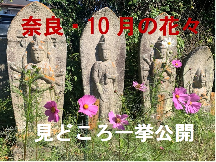 奈良の10月の花のタイトル　Title: Flowers of Nara in October