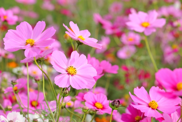 ピンクのたくさんのコスモスの写真Photo of many pink cosmos flowers