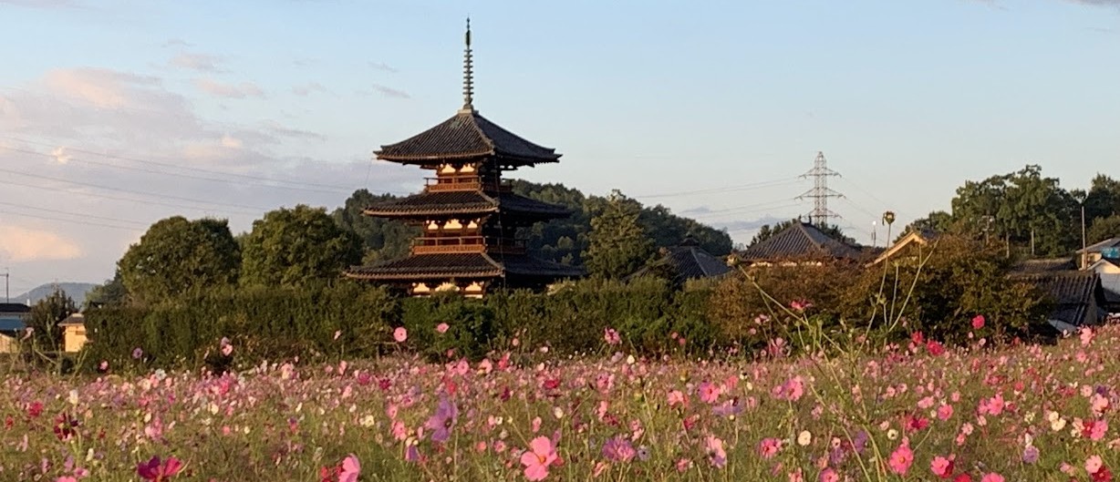 法起寺のピンクのコスモスと三重塔と朝の景色