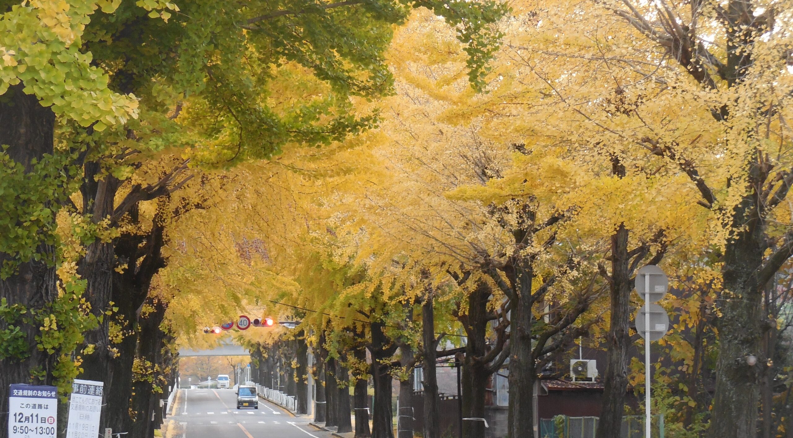 天理のイチョウ並木の写真7
