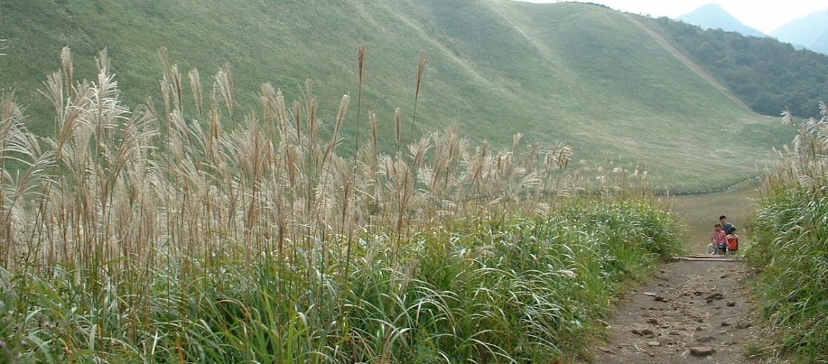 曽爾高原のススキと緑の葉の写真
