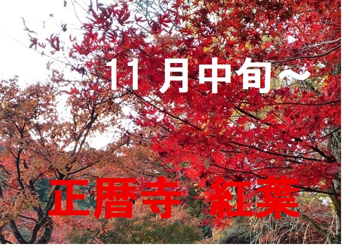 正暦寺紅葉2025のタイトル画像